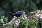 Amsel