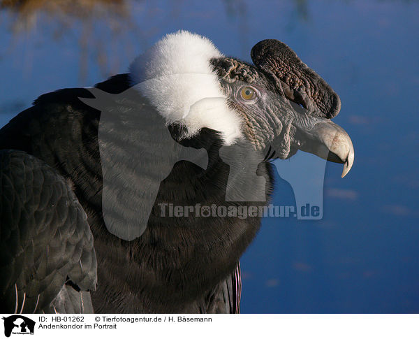 Andenkondor im Portrait / HB-01262