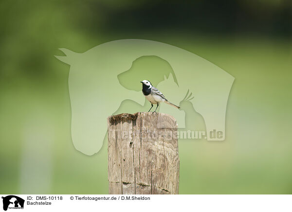 Bachstelze / white wagtail / DMS-10118