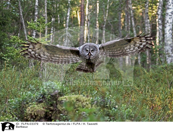 Bartkauz / great grey owl / FLPA-03379
