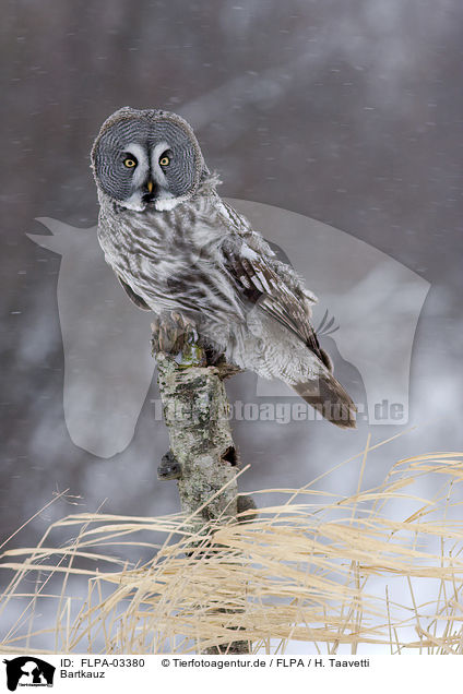 Bartkauz / great grey owl / FLPA-03380