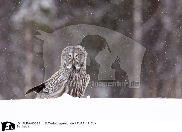 Bartkauz / great grey owl / FLPA-03399