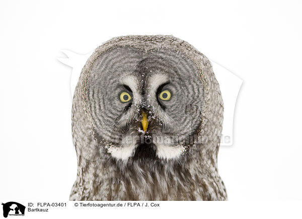 Bartkauz / great grey owl / FLPA-03401