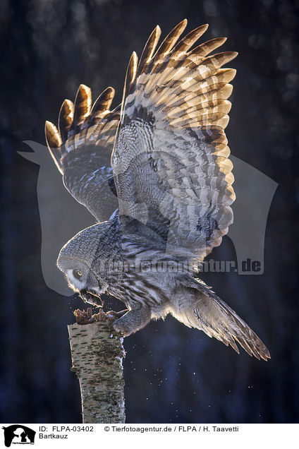 Bartkauz / great grey owl / FLPA-03402