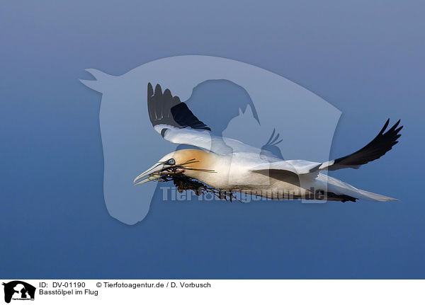 Basstlpel im Flug / flying northern gannet / DV-01190