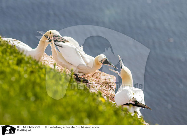 Batlpel / northern gannets / MBS-09923