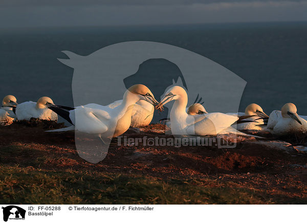 Basstlpel / northern gannets / FF-05288