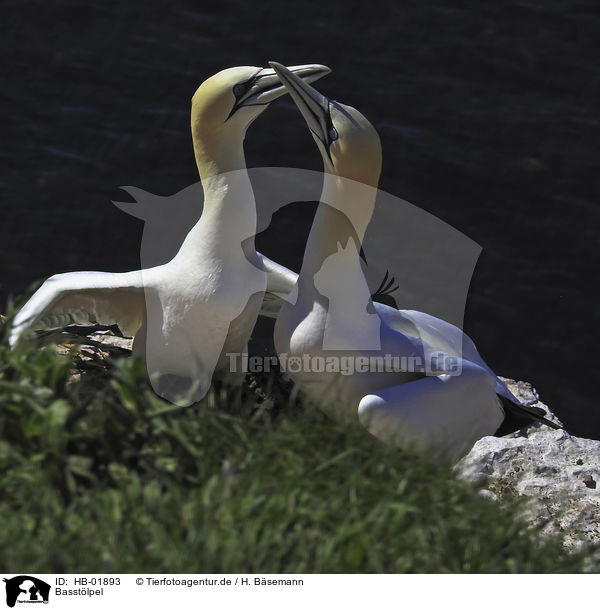 Basstlpel / northern gannets / HB-01893