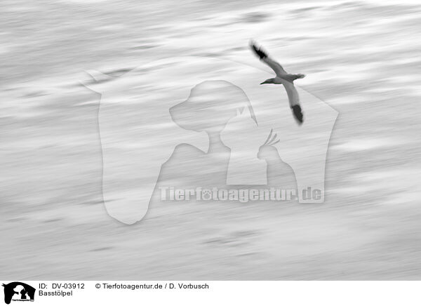 Basstlpel / northern gannet / DV-03912