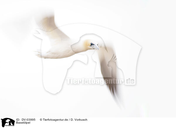 Basstlpel / northern gannet / DV-03995