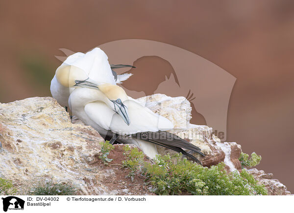Basstlpel / northern gannets / DV-04002