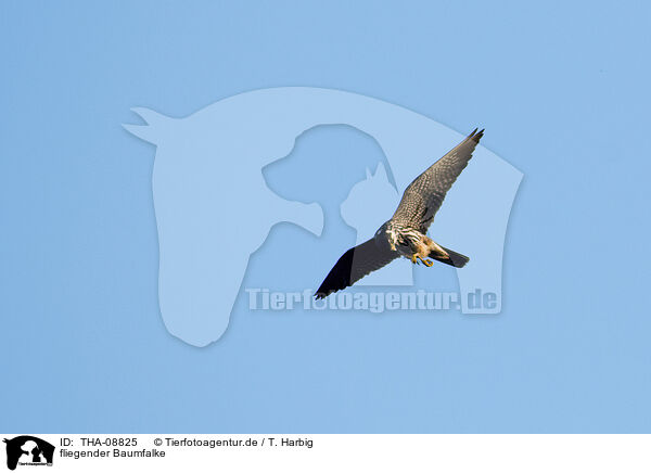 fliegender Baumfalke / flying hobby / THA-08825