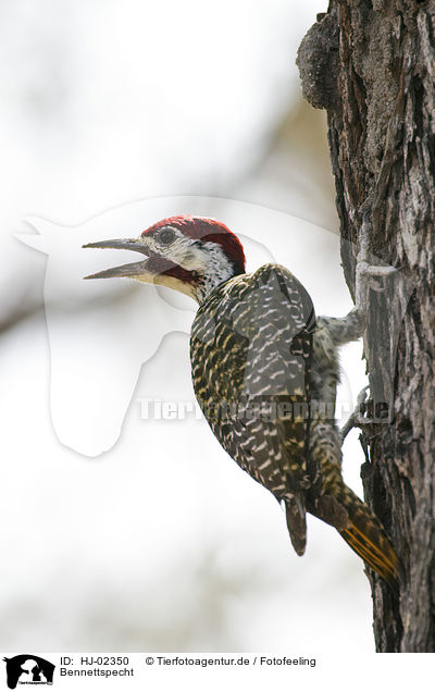Bennettspecht / Bennett's woodpecker / HJ-02350