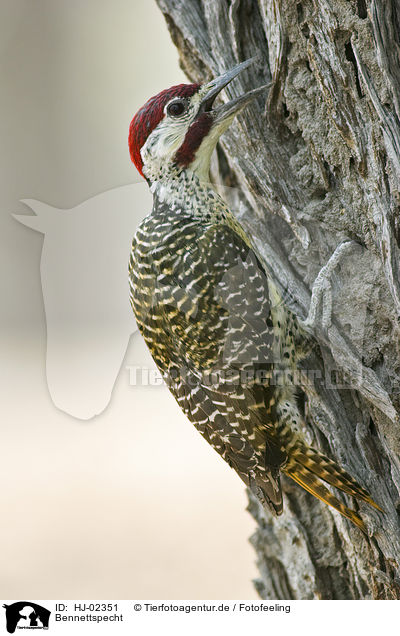 Bennettspecht / Bennett's woodpecker / HJ-02351