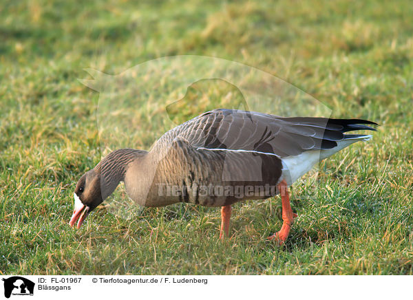 Blssgans / greater white-fronted goose / FL-01967
