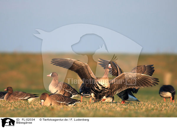 Blssgnse / greater white-fronted geese / FL-02034