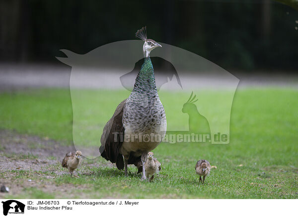 Blau Indischer Pfau / JM-06703