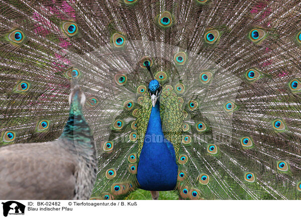 Blau indischer Pfau / Indian Peafowl / BK-02482