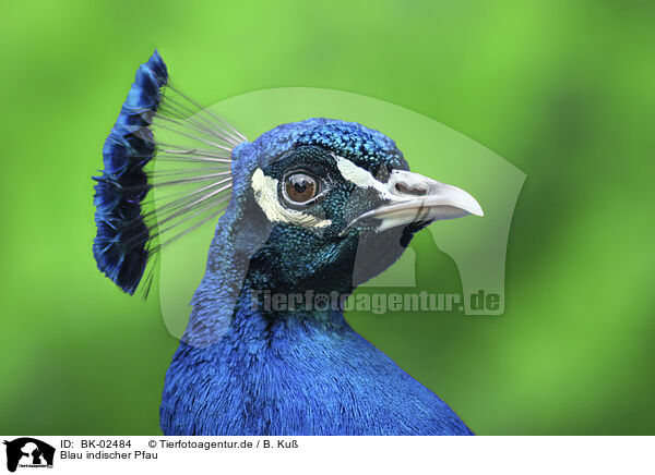 Blau indischer Pfau / Indian Peafowl / BK-02484