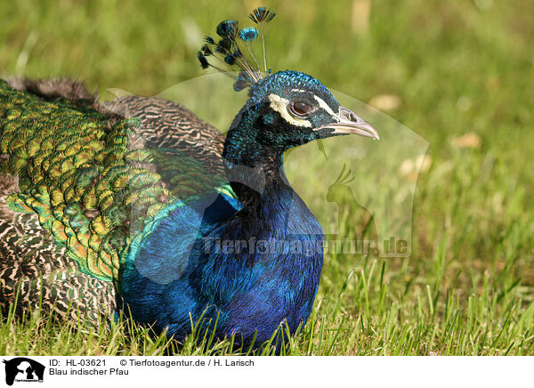 Blau indischer Pfau / HL-03621