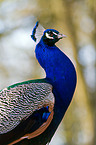 Blau indischer Pfau