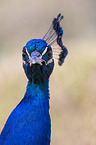 Blau indischer Pfau