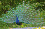 Blauer Pfau