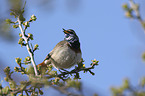 sitzendes Blaukehlchen