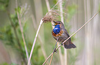 sitzendes Blaukehlchen