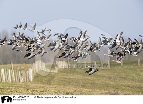 Blessgnse / white-fronted geese / MBS-25281