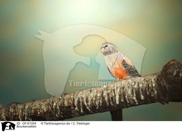 Bourkensittich / Bourkes parrot / CF-01354