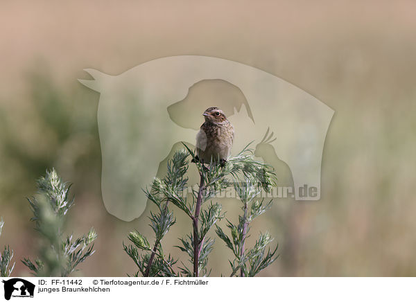 junges Braunkehlchen / young whinchat / FF-11442
