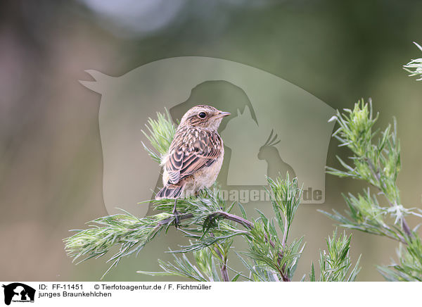 junges Braunkehlchen / young whinchat / FF-11451