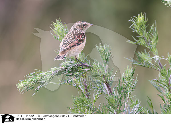 junges Braunkehlchen / young whinchat / FF-11452