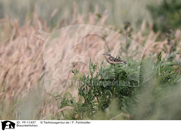 Braunkehlchen / winchat / FF-11457