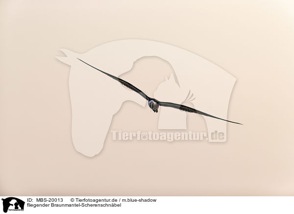 fliegender Braunmantel-Scherenschnbel / flying African Skimmer / MBS-20013