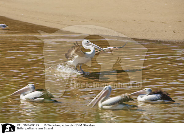 Brillenpelikane am Strand / Australian Pelicans at the beach / DMS-09172