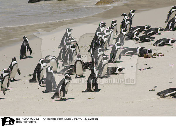 Brillenpinguine / African Penguins / FLPA-03052