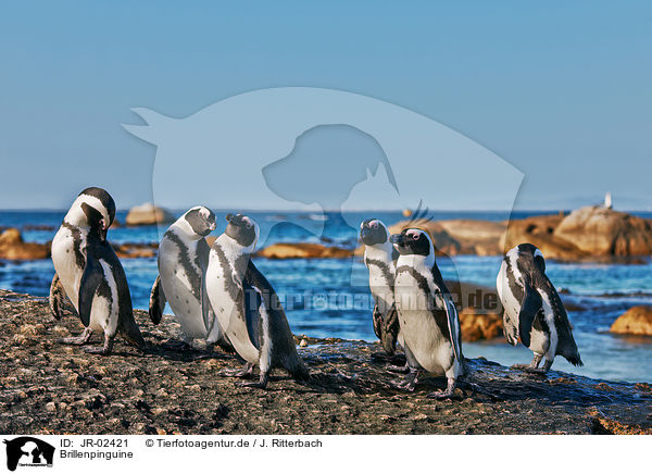 Brillenpinguine / African penguins / JR-02421