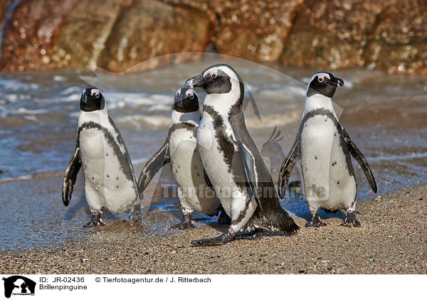 Brillenpinguine / African penguins / JR-02436