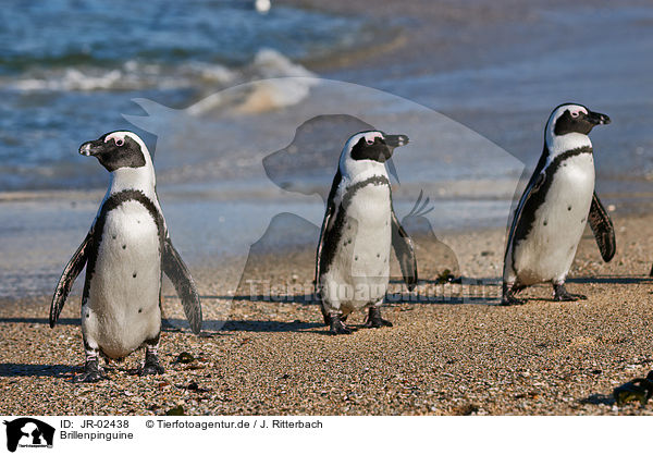 Brillenpinguine / African penguins / JR-02438