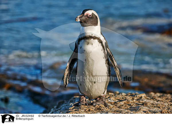 Brillenpinguin / African penguin / JR-02492