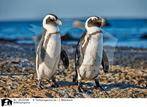 Brillenpinguine / African penguins / JR-02498