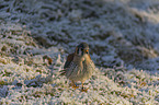 stehender Buntfalke