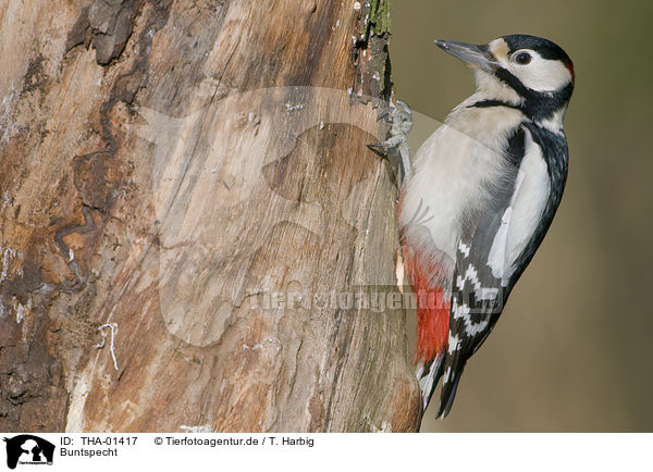 Buntspecht / great spotted woodpecker / THA-01417