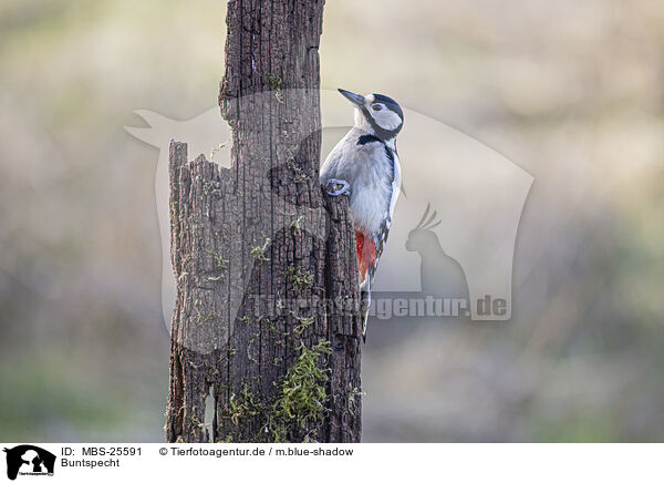Buntspecht / great spotted woodpecker / MBS-25591