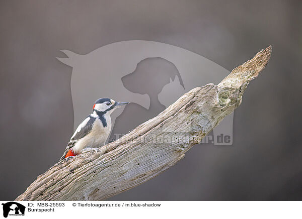 Buntspecht / great spotted woodpecker / MBS-25593