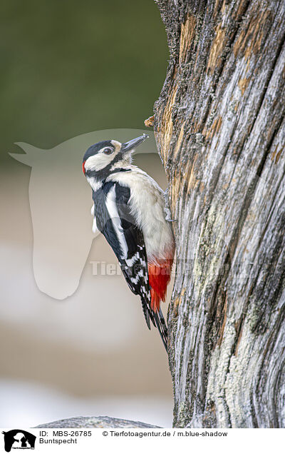 Buntspecht / great spotted woodpecker / MBS-26785
