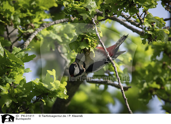 Buntspecht / great spotted woodpecker / PK-01411