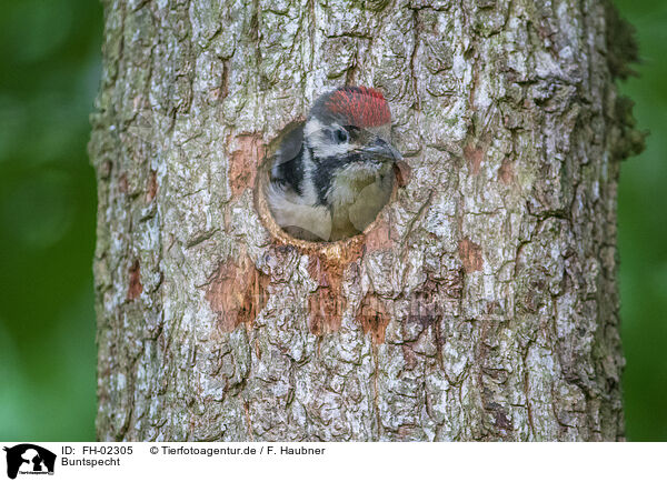 Buntspecht / great spotted woodpecker / FH-02305